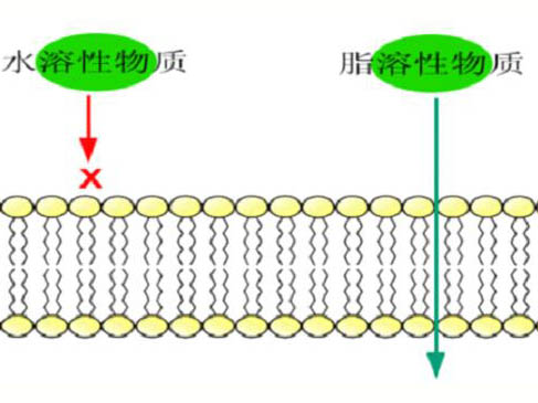 科學(xué)發(fā)展的歷程與細(xì)胞膜結(jié)構(gòu)的各種學(xué)說(shuō)