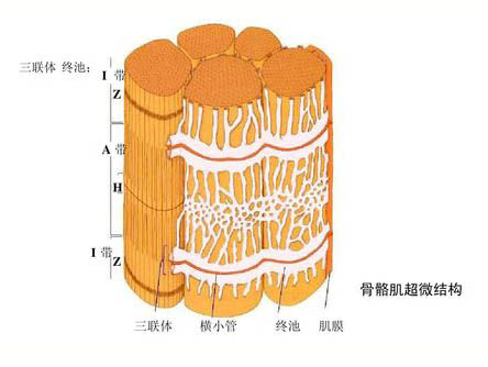運(yùn)動(dòng)對骨骼肌超微結(jié)構(gòu)的影響