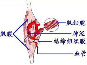 運(yùn)動(dòng)與骨骼肌超微結(jié)構(gòu)變化