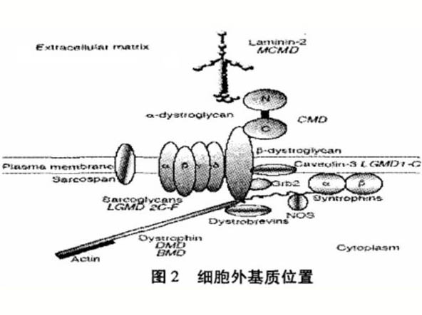 骨架蛋白、肌力與骨骼肌微損傷的關(guān)系研究
