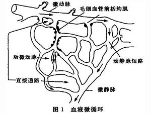衰老與微循環(huán)學說