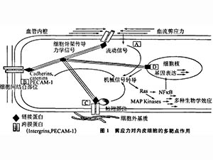 血流剪應(yīng)力、生物力藥理學(xué)與疾病防治